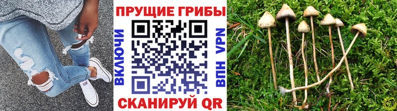 Псилоцибиновые грибы мицелий дарнет шоп Жердевка